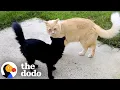 Download Lagu Antisocial Orange Cat Falls In Love With A Black Stray | The Dodo