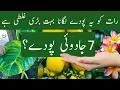 Download Lagu 7 Magical Plants You Should Never Grow At Night