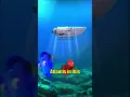 Ocean Gate Submarine Freestyle Prod WAVEIQ