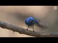 MOST WONDERFUL BIRDS OF ASIA | RELAXING NATURE SOUNDS | SOOTHING BIRD MELODIES | STRESS RELIEF