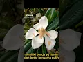 Download Lagu bunga Magnolia #magnolia #blooming #flowers #landscape #garden #tanamanhias #shorts #ytshorts