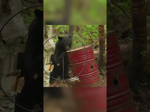Where to place an arrow on a black bear! #archery #bowhunting #blackbear #DiscoverON #canada