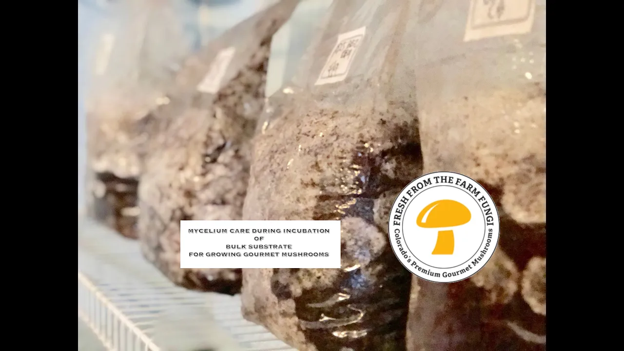 Mycelium Care During Incubation of Bulk Substrate for Growing Gourmet Mushrooms