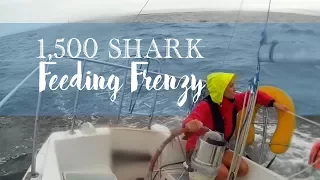Sailing into a Feeding Frenzy | SMLS S5E16