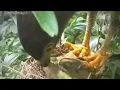 Download Lagu Kasian banget Anak burung jadi satapan burung elang liar 