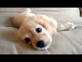 Cutest Cocker Spaniel Puppies Compilation