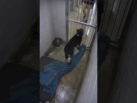 Smart Shelter Dog Pulls Blanket Through Cage Door! 🐾🐶