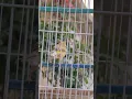 Download Lagu Spanish timbrado canary chirping #foryou #fyp #canary #kenari #canario #shorts #youtubeshorts #viral