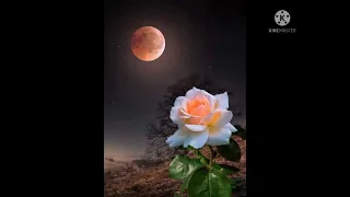 صور ورود جميلة    دندنها