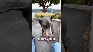 #fyp #dream #pets #doberman #vlog