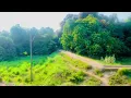Download Lagu The earth has MUSIC for those who listen| Nature|Green beauty |Mango Orchard 🌳🌳