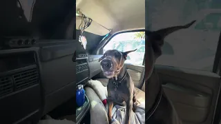 .. #fyp #dream #doberman #pets #youtube