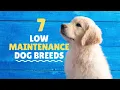 Download Lagu Low Maintenance Dogs For Busy Owners