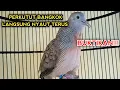Download Lagu PANCINGAN PERKUTUT BANGKOK GACOR SUPAYA NYAUT TERUS BIKIN PERKUTUT BANGKOK CEPAT BUNYI 