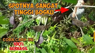 cara mikat burung yang susah turun ke pulut