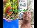 Flytrap Catches Spider Without Knowing