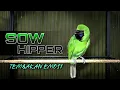Download Lagu SOW HIPPER || CUCAK IJO GACOR JAMTROK FULL TEMBAKAN EMOSI