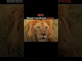 Lagu The greatest lion coalition in the history #viral #youtube #shorts #video