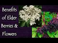 Download Lagu Benefits of Elderberries and Elderflowers