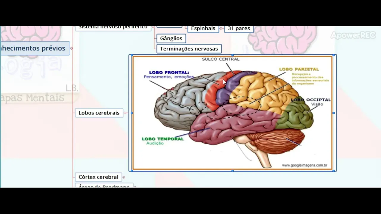 Vias Aferentes e Eferentes do Sistema Nervoso - Parte 01 | NeuroLogia em Mapas Mentais