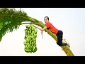 Download Lagu Harvesting 1000+ Bananas On The Hill Goes To Market Sell | Ella New Life