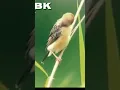 Download Lagu burung Cici padi#shorts