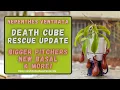 Nepenthes Ventrata Lowes Death Cube Rescue 7 Month Update - Basal Shoot Bigger Pitchers