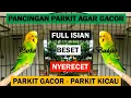 Download Lagu PANCINGAN PARKIT AGAR GACOR ! full materi tembak beset crecet masteran murai C ijo / Budgie Parakeet