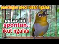 Download Lagu Pancingan Pleci Paling Epektif Agar Cepat Ngalas