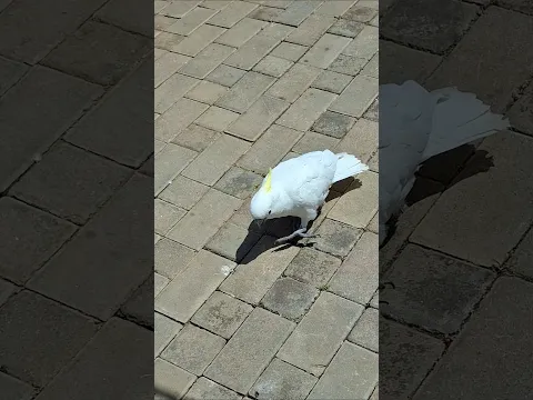 Cockatoo loves my shoe الببغاء لقد اعجبه حذائي #shorts
