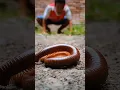 Download Lagu You’ve Never Seen a Millipede Do This Before 😳 #shorts