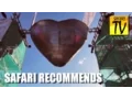 Lagu BELLADRUM Tartan Heart FESTIVAL - Safari Recommends - UK Music Festival