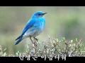 페스티벌 (인생은 아름다워)