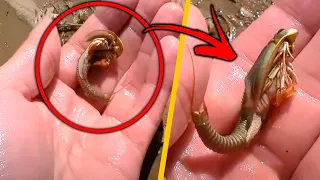 Descubren FÓSIL VIVIENTE de CAMARÓN DINOSAURIO Nunca Antes Visto! Top Hallazgos arqueologicos 2021