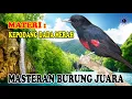 Download Lagu PANCINGAN AMPUH KEPODANG DADA MERAH GACOR FULL MASTERAN KOMPILASI MATERI BURUNG JUARA LOMBA