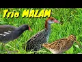 Suara pikat burung malam 3in1 Mandar,Sintar dan Berkik