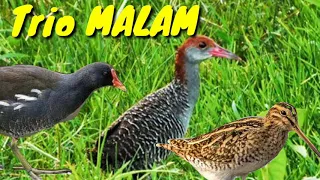 suara pikat burung malam 3in1 mandar sintar dan berkik