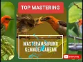 top mastering suara pikat burung kemade/cabe cabean