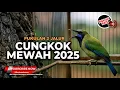 Download Lagu 🔴 Tembakan 2 Jalur Pedas dan Kasar Full Cabe Rawit Masteran Cucak Cungkok Gacor Isian Mewah 2025