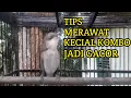 TIPS MERAWAT KECIAL KOMBO CUCAK KOMBO JADI GACOR