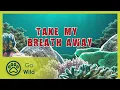 Download Lagu Meet creatures connected by weird ways of breathing - Barneys Barrier Reef 9/20 - Go Wild
