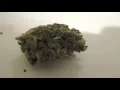 Leafly VS The Trap Gorilla glue