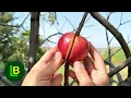Download Lagu Any branch takes root very quickly. Turn a branch into a fruit tree