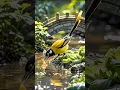 Download Lagu Most heart touching voice Surah Al Maarij Verse 1-4 qariubaidurrahmanzia #birds