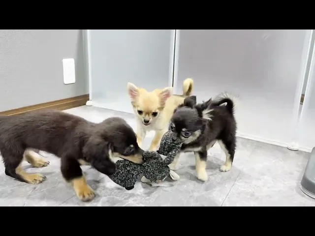 動画