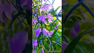 فيروز وتشرين عم يجمع الزهر الليلكي صباح الورد فيروزيات فيروز مساء الخير مساء الفل تشرين 