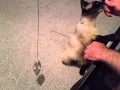 Parker update Siamese Cat Rescue