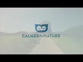 Lazy Summer Afternoon Ambience | 8 hrs Gentle River and Bird Sounds for Relaxation