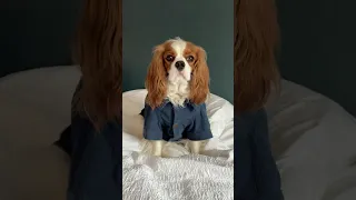 The Most Well-Dressed Gentleman Pup 🐶✨😆#cavalierkingcharlesspaniel #cutedogs #furbaby #doglife