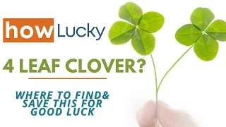 Download Is a Four-Leaf Clover Lucky | How To Find Four Leaf Clover \u0026 Save a 4 Leaf Clover For Good Luck. MP3